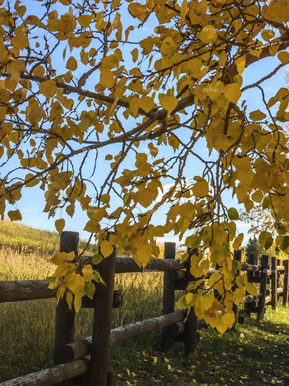 surrounded by yellow flowers