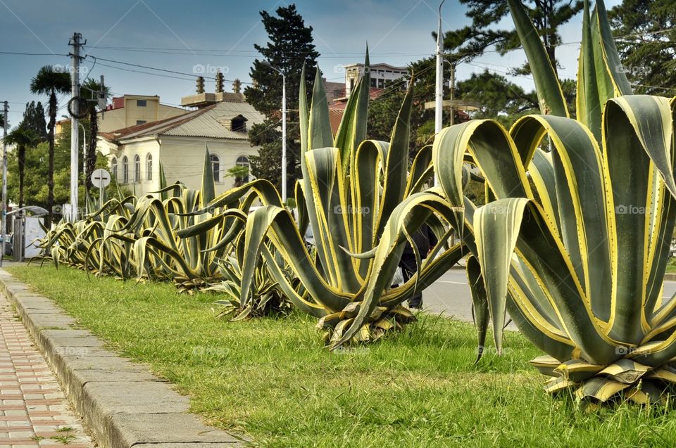 Cactus, Nature, Garden, Flora, No Person