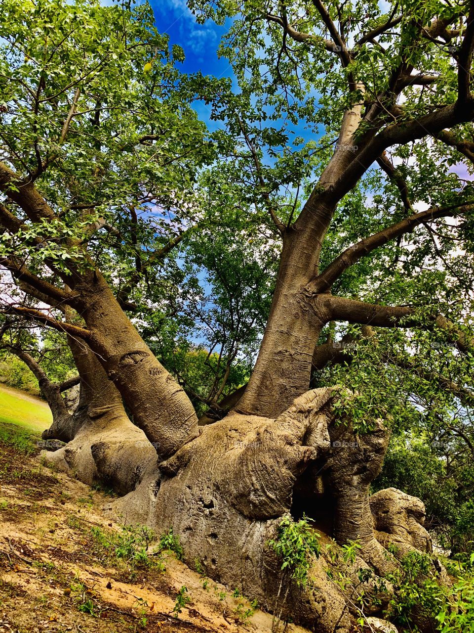 Scary yet beautiful baobab tree. Tree had fallen so many years ago but it survived and it is still green and bearing fruits.