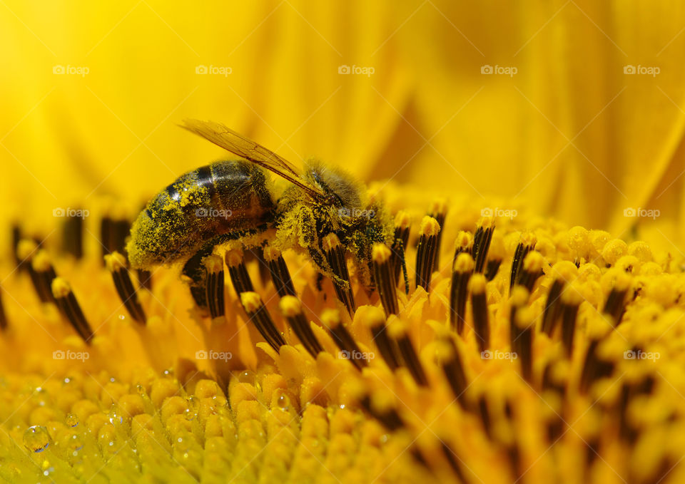 bee