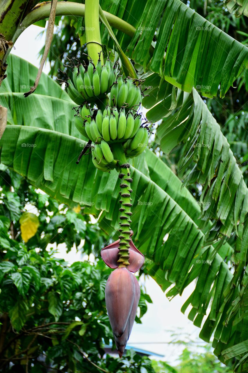 Banana blossoming