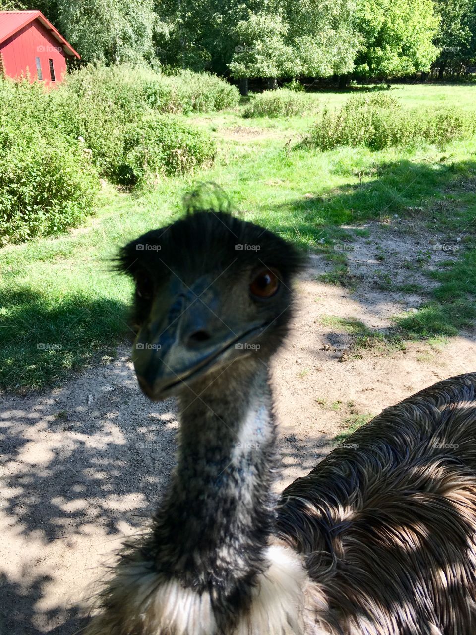 ostrich