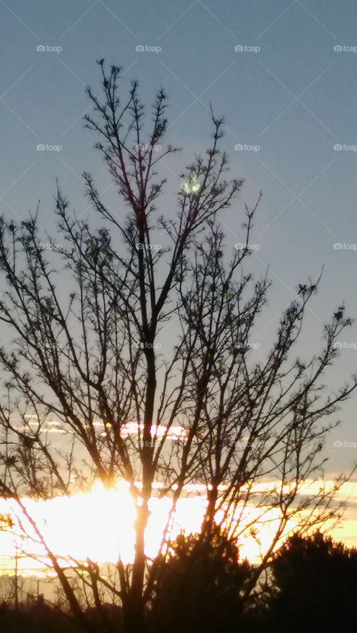 Sun And Branches