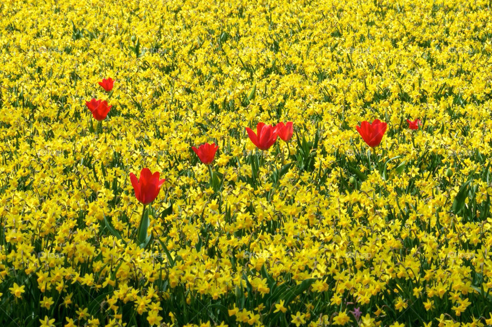 Spring flowers