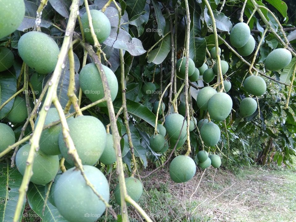 Mangoes..green....