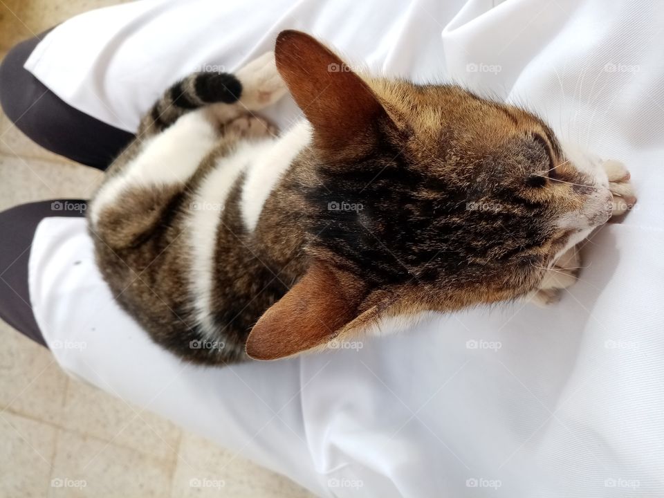 Just a few minutes this cat Will be my freind