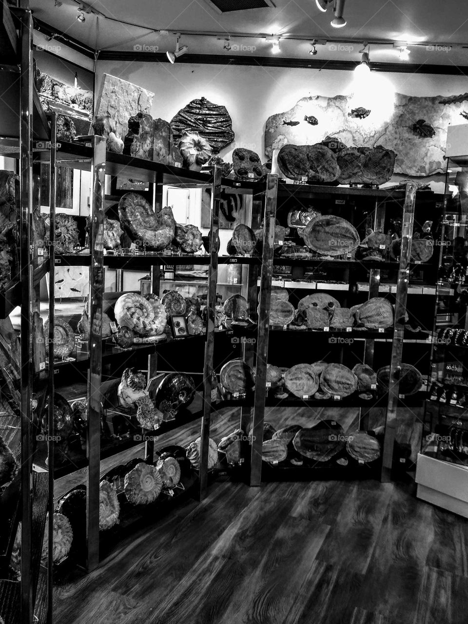 Wonderful Dinsoaur Fossils On Store Shelf in Black and White "Fossil Me Crazy 2"