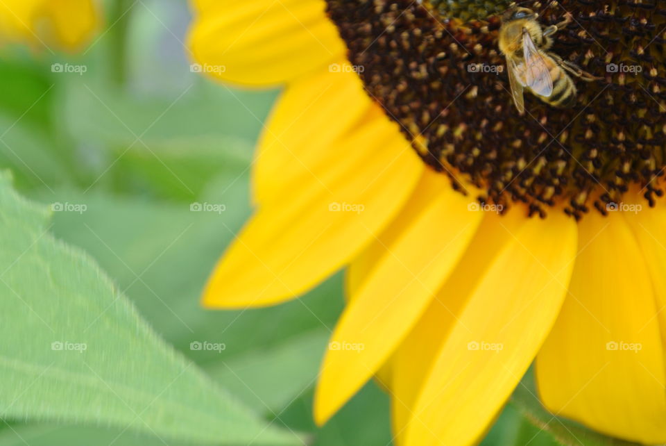 Bee and the Sunflower's Petals