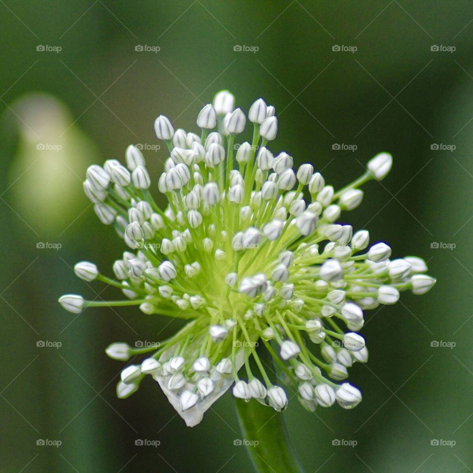 Bolting Onion Blooms 