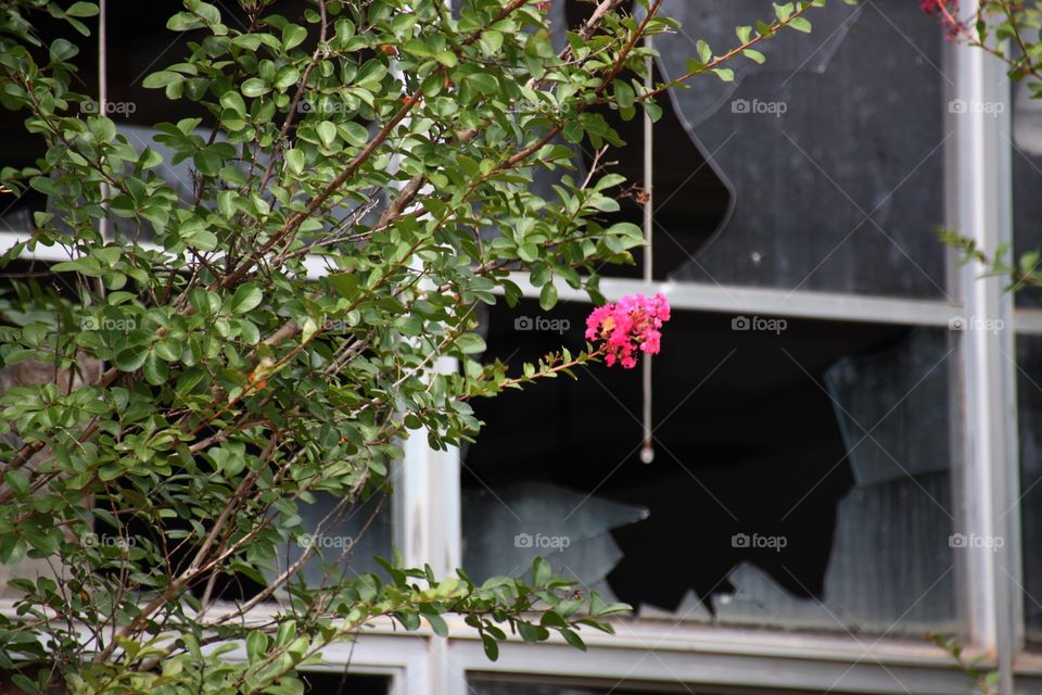 Flowers Amid Destruction