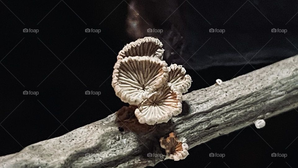 Fungus 