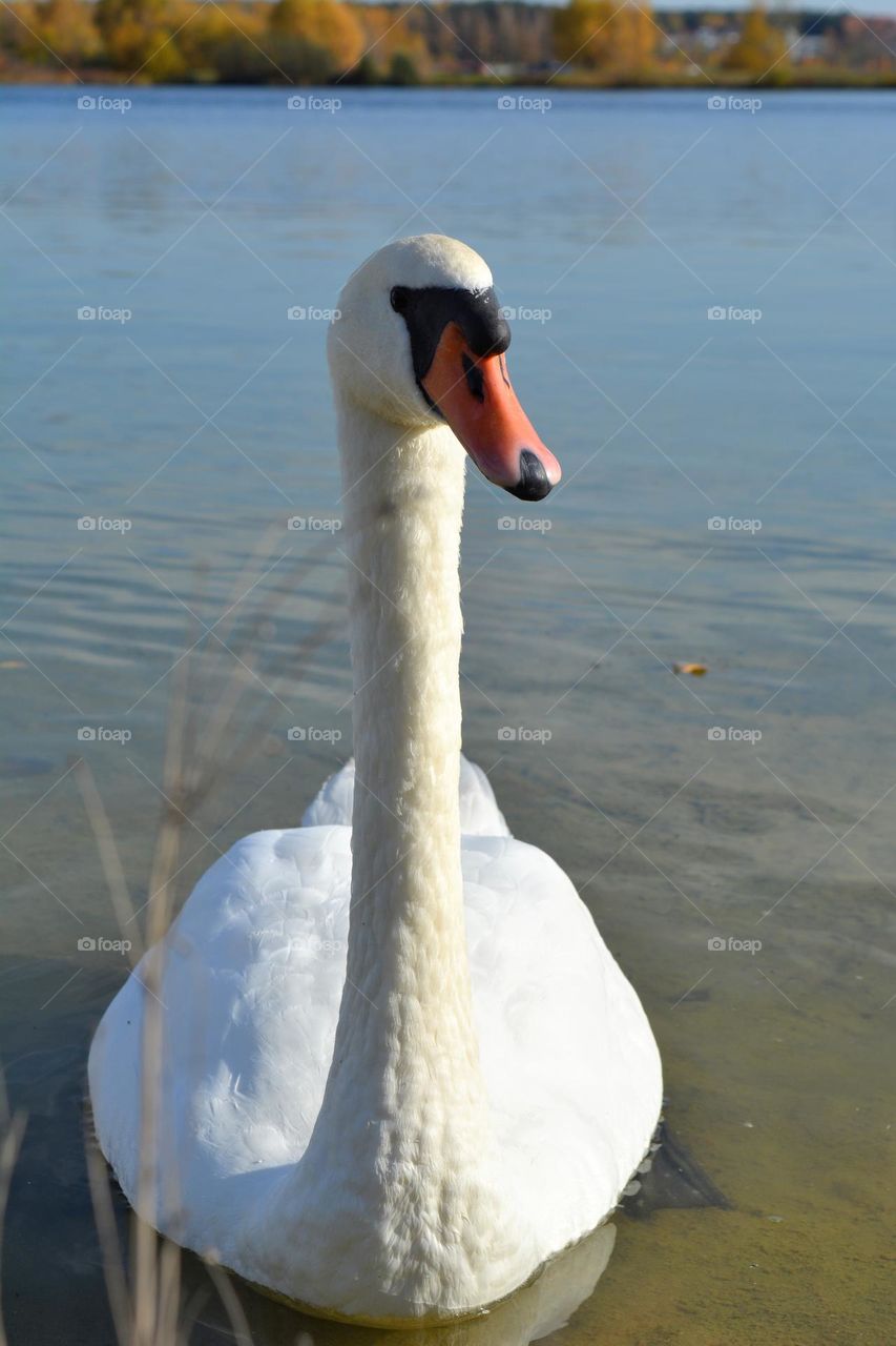 white swans on a lake beautiful portrait