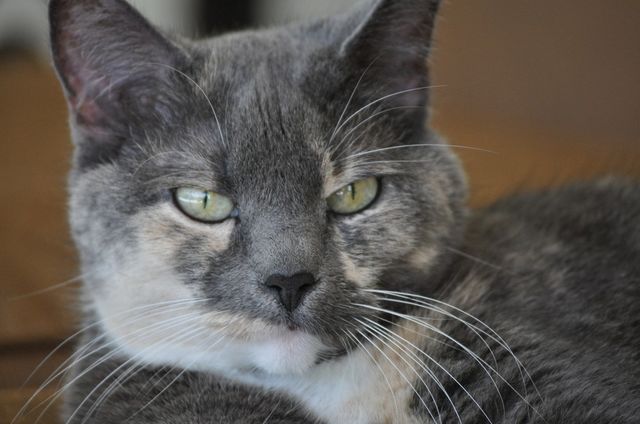 Kaylee kat