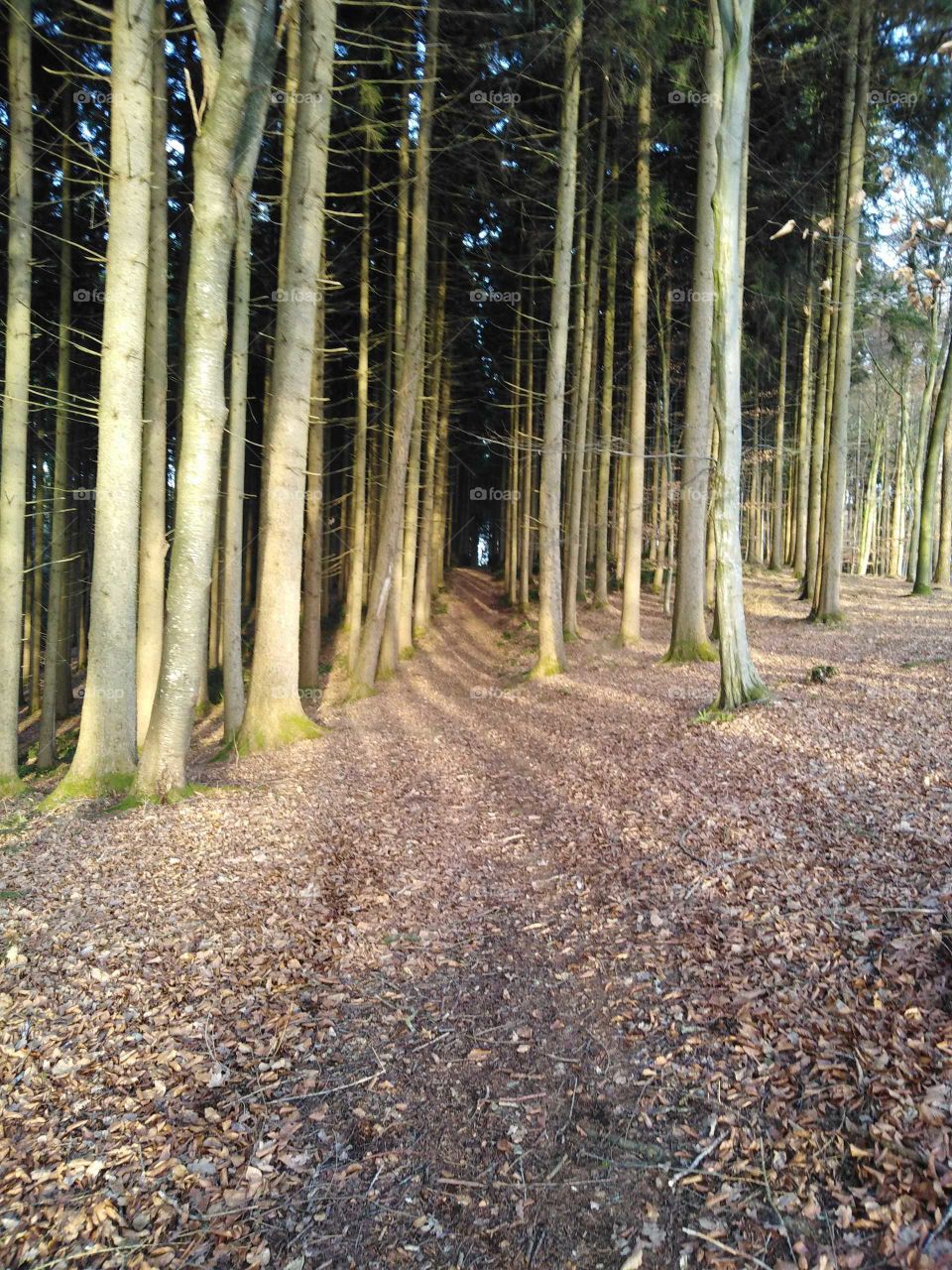 Weg durch einen Wald im Unterallgäu.
