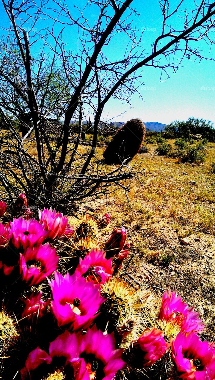 Tucson desert . hiking in the desert-flowers in bloom