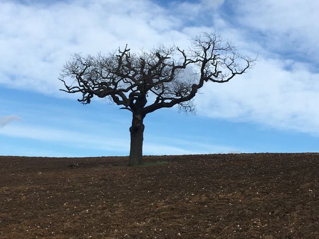 Quite an iconic tree on the edge of the village, standing tall, proud and alone on a hill. To me it seems like the branches are touching the sky in this picture. 