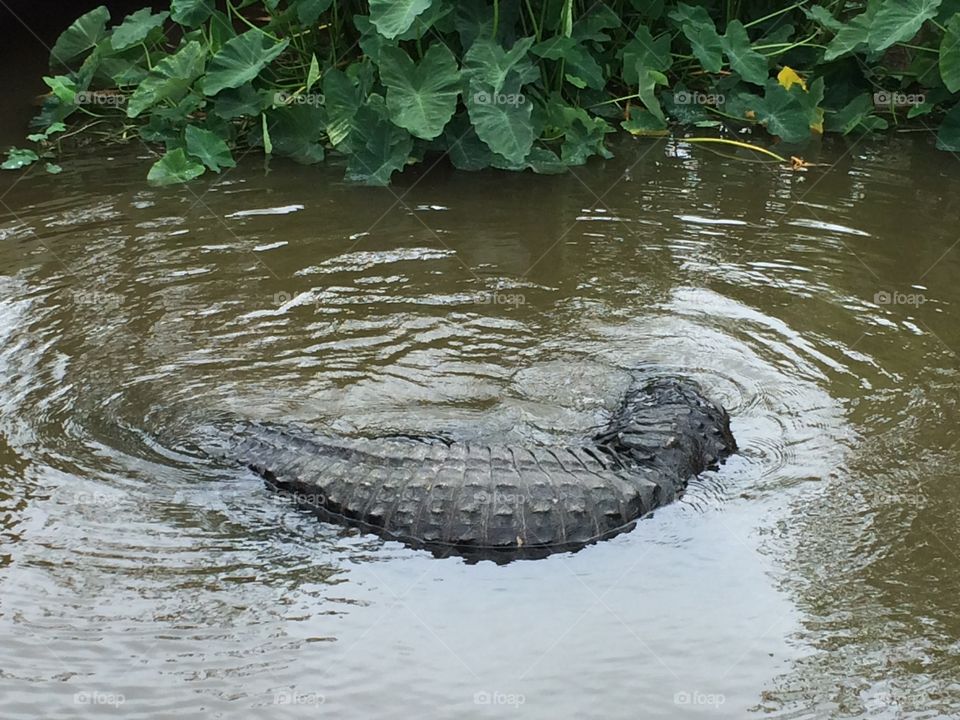 Alligator . Alligator swimming