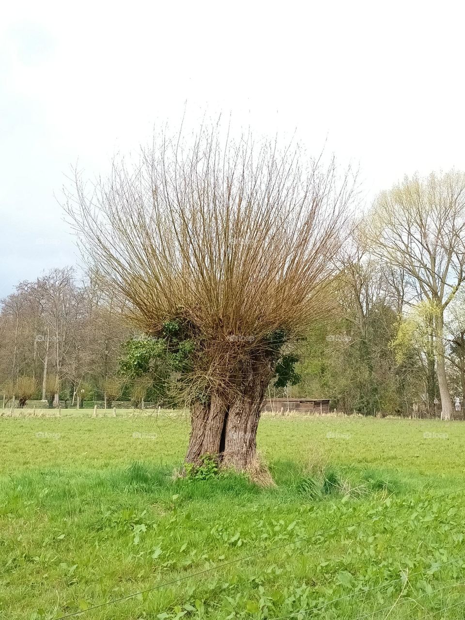 Pollard willow