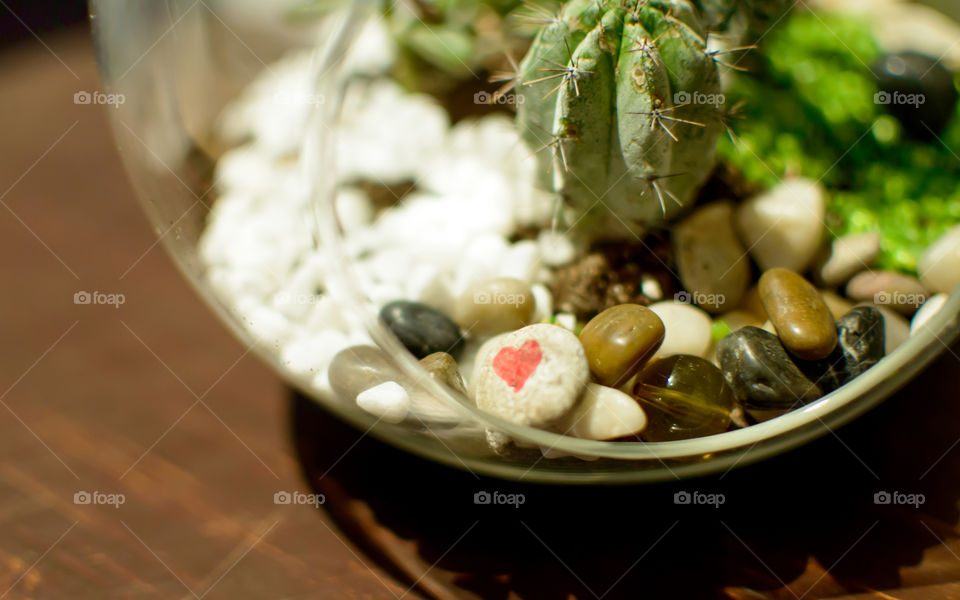 Beautiful cactus plant succulents and air plants in round dome with stones and heart shape on wood background conceptual environmental sustainability and relaxation zen background photography