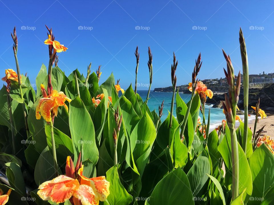 Let the nature flourish at Tamarama Beach