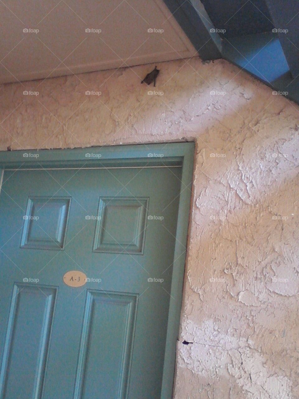 A lone bat above our old apartment door