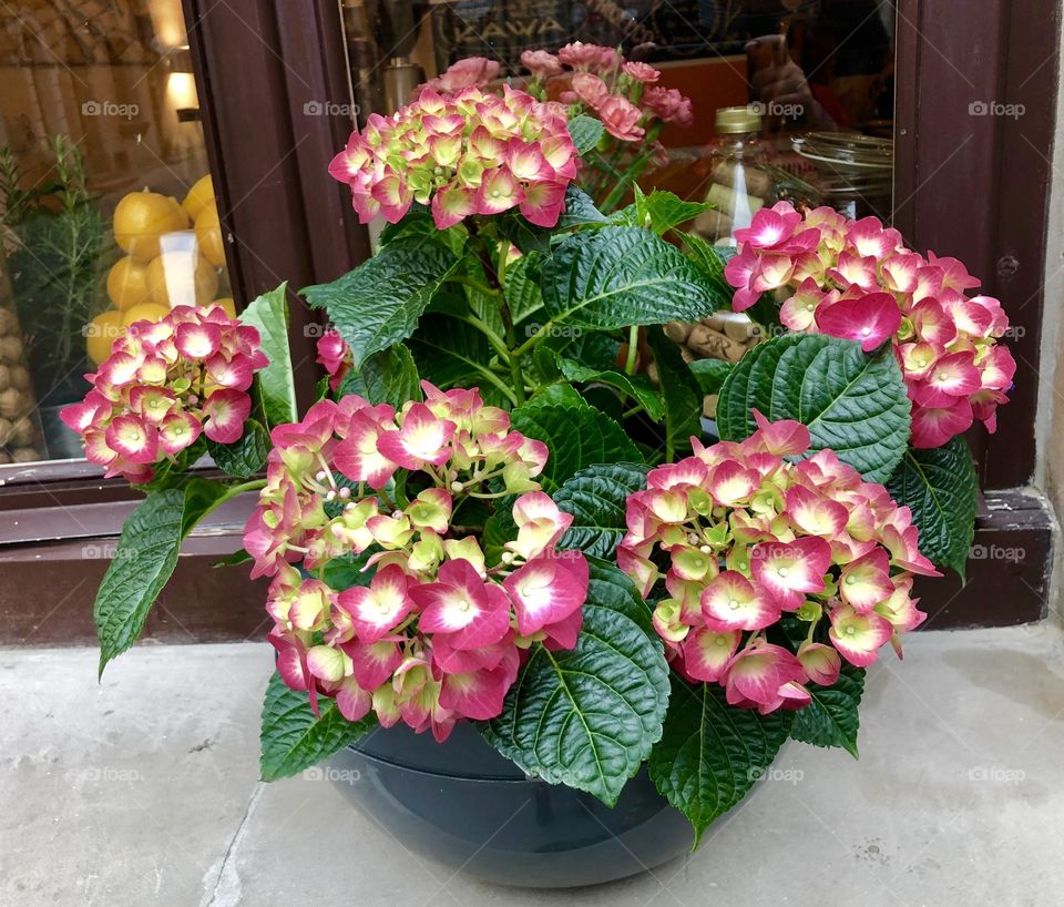Beautiful flowers on the window sill