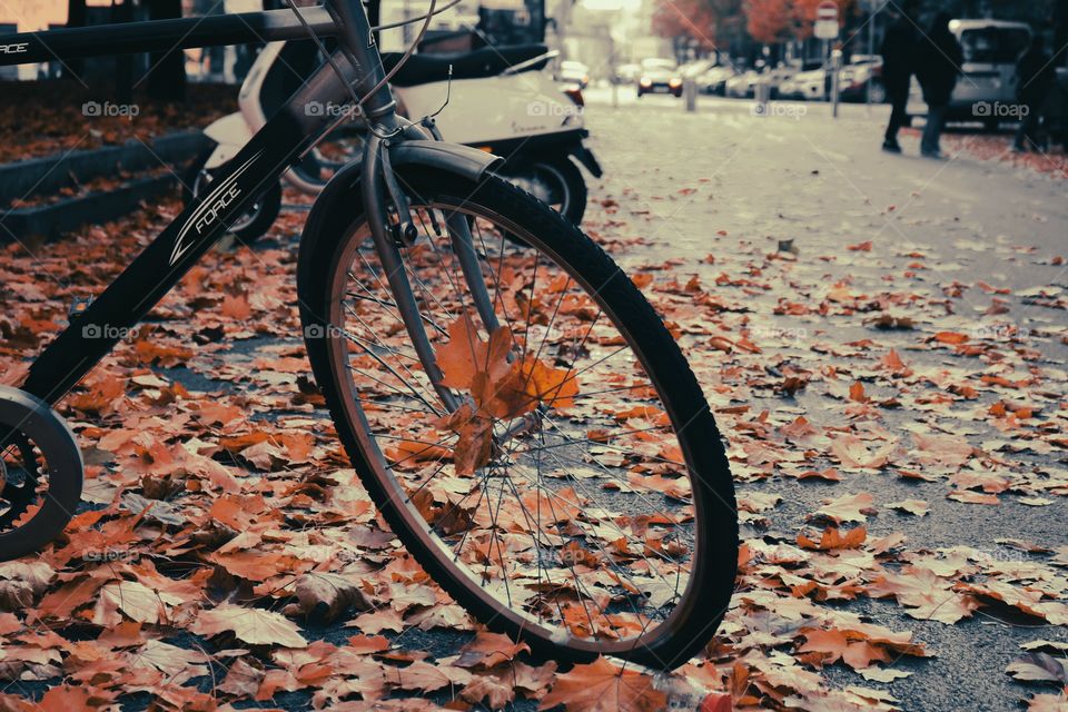 Brown leaves