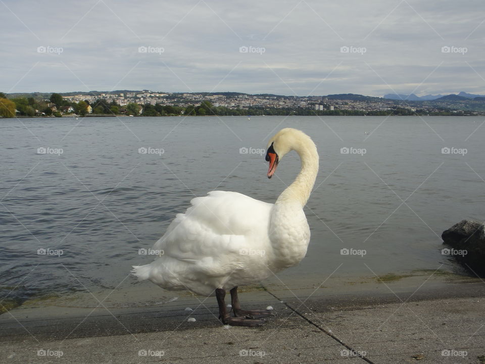Swan