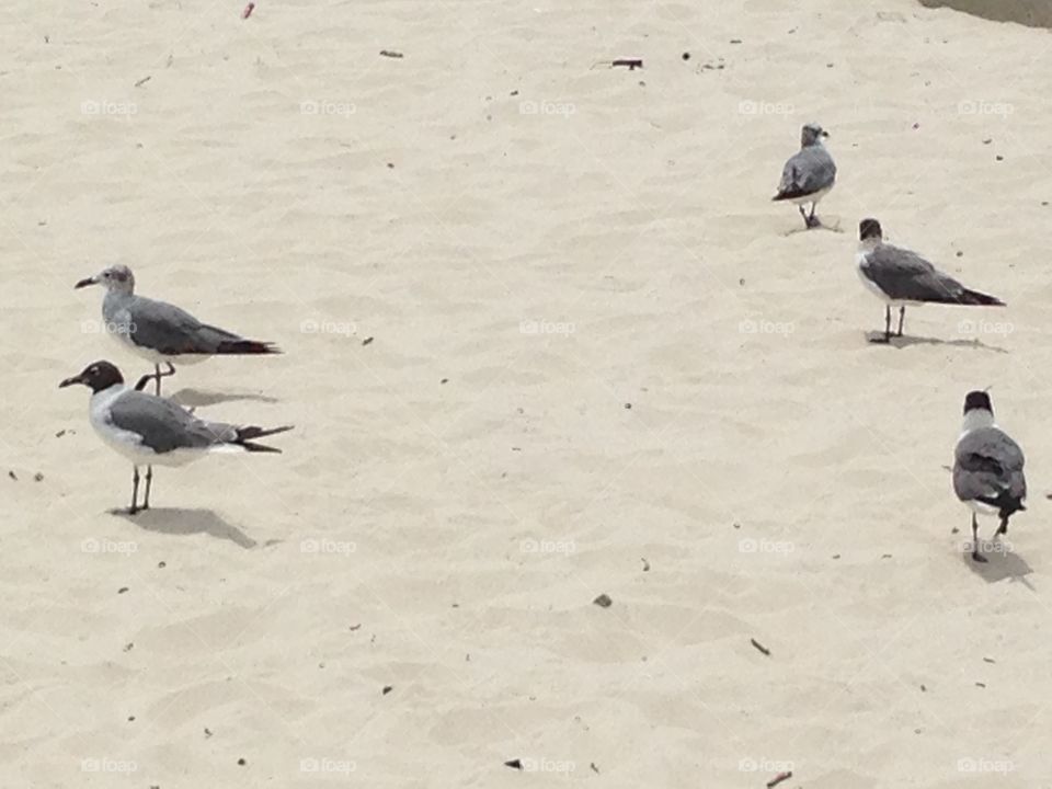 Seagulls
