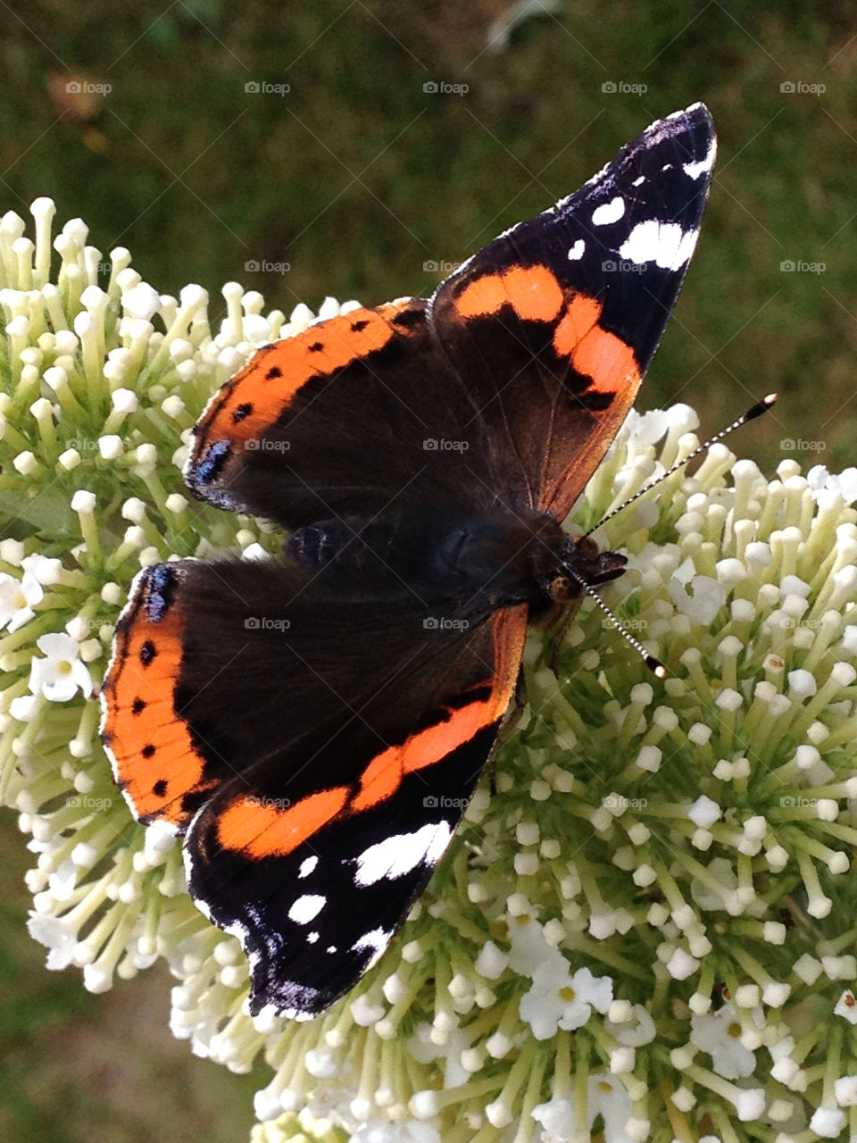 sweden flowers garden orange by elluca