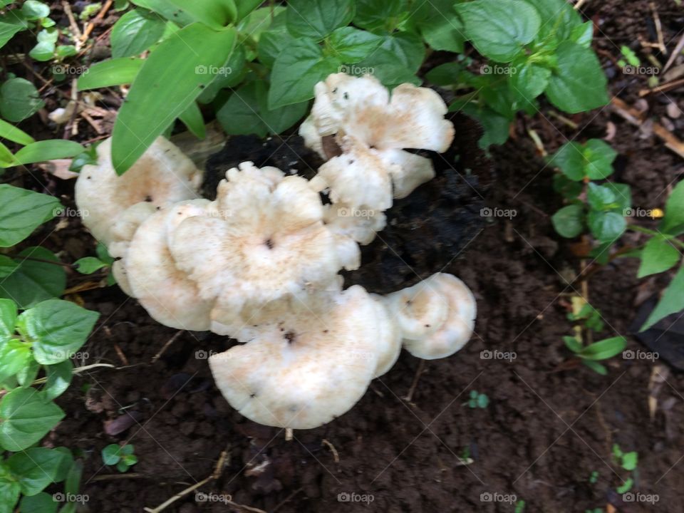 jamur tumbuh diatas tanah
