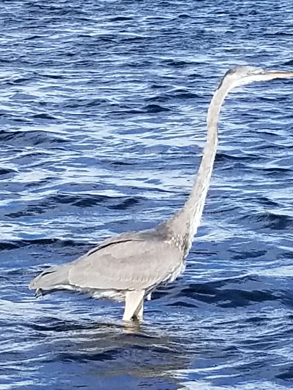 beautiful wildlife  Alabama