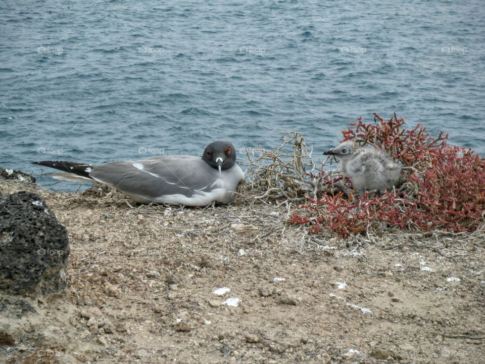 Swallow-tailed gull with chick