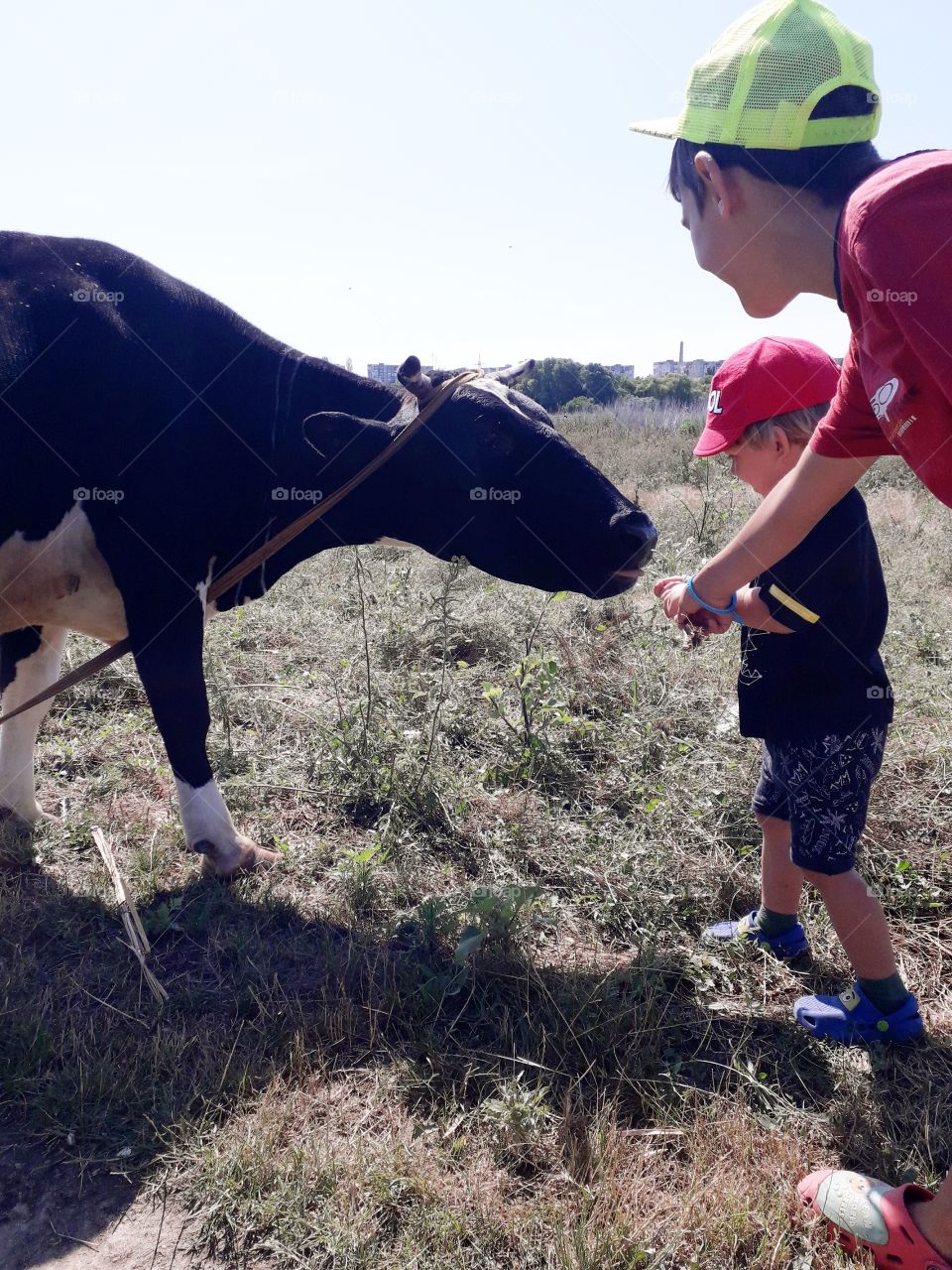 two kids feed the cow