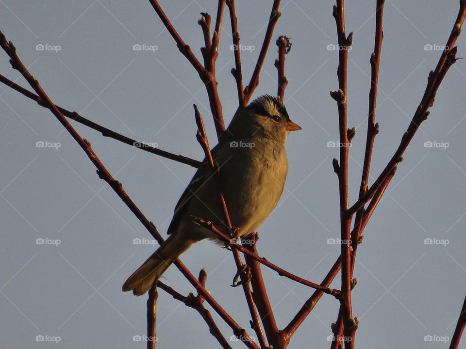 A White Crowned Sparrow Perched In Branches Among Unopened Flower Buds