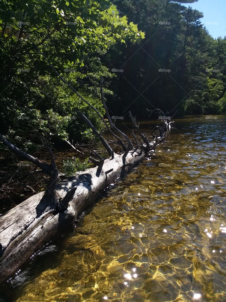 fallen tree in lake