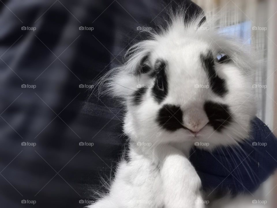 black and white rabbit on his hands.