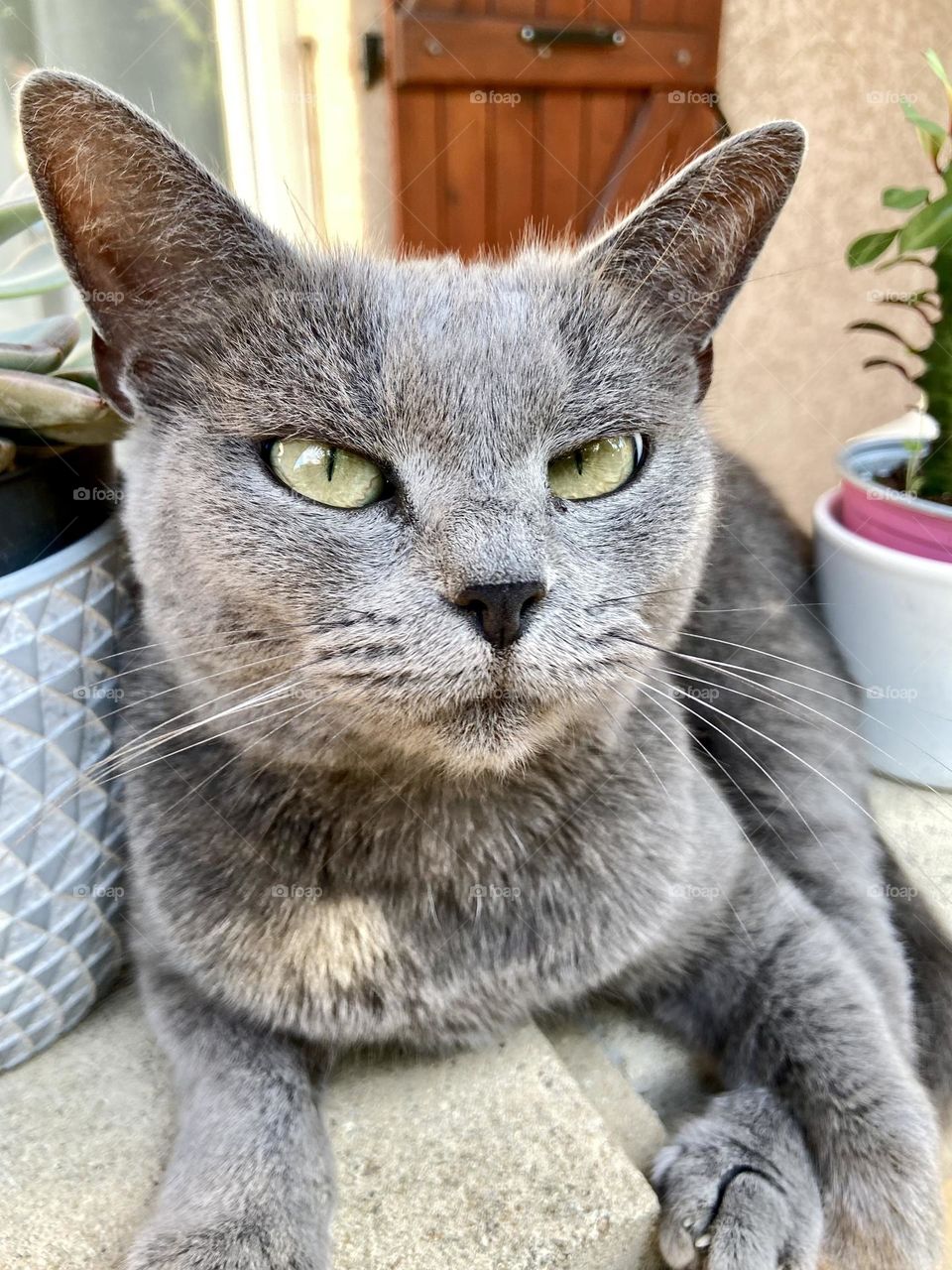Portrait of grey cat