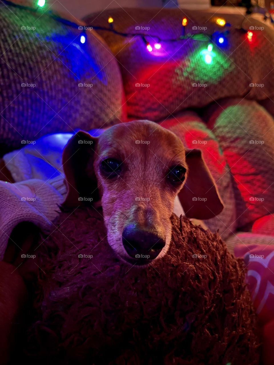 Pet dachshund is ready for bed with the Christmas lights around 