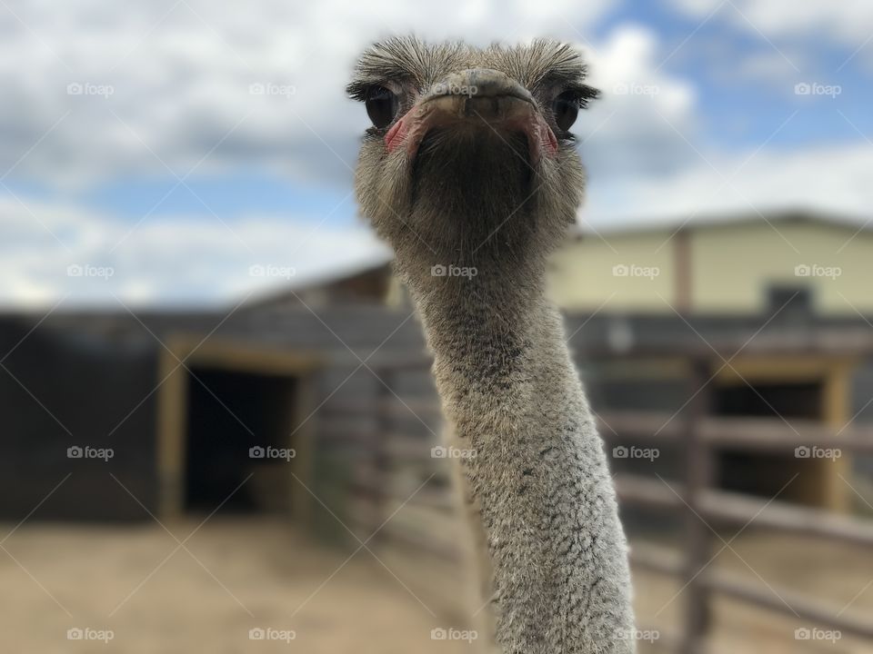 Portrait of ostrich. Long eyelashes. Big eye
