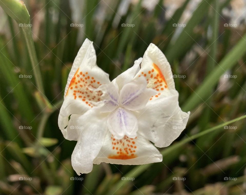 🌹 🇺🇸 Very beautiful flowers to brighten our day.  Live nature and its beauty. Did you like the delicate petals? / 🇧🇷 Flores muito bonitas para alegrar nosso dia. Viva a natureza e sua beleza. Gostaram das pétalas delicadas? 