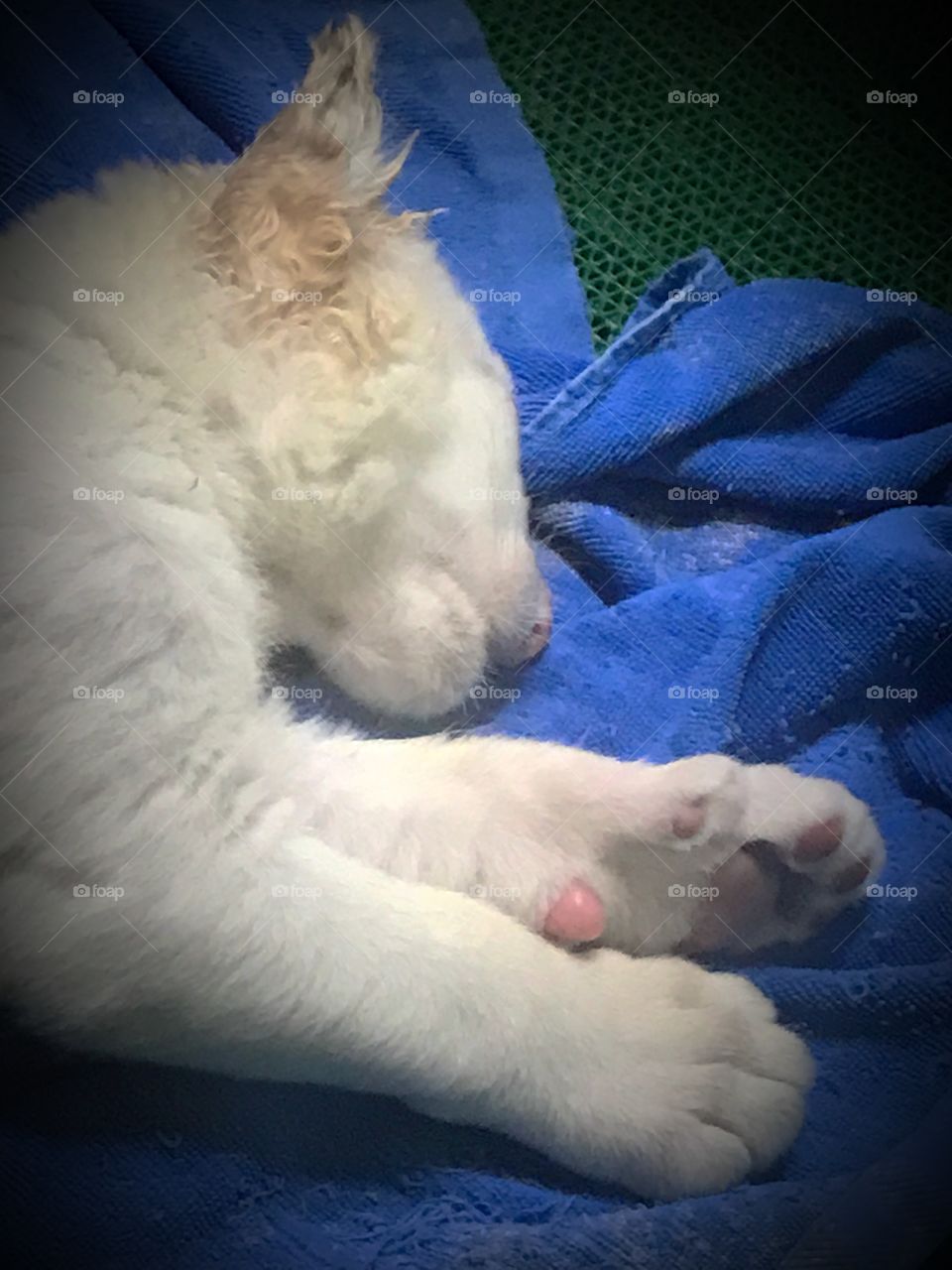 Sleeping white tiger cub