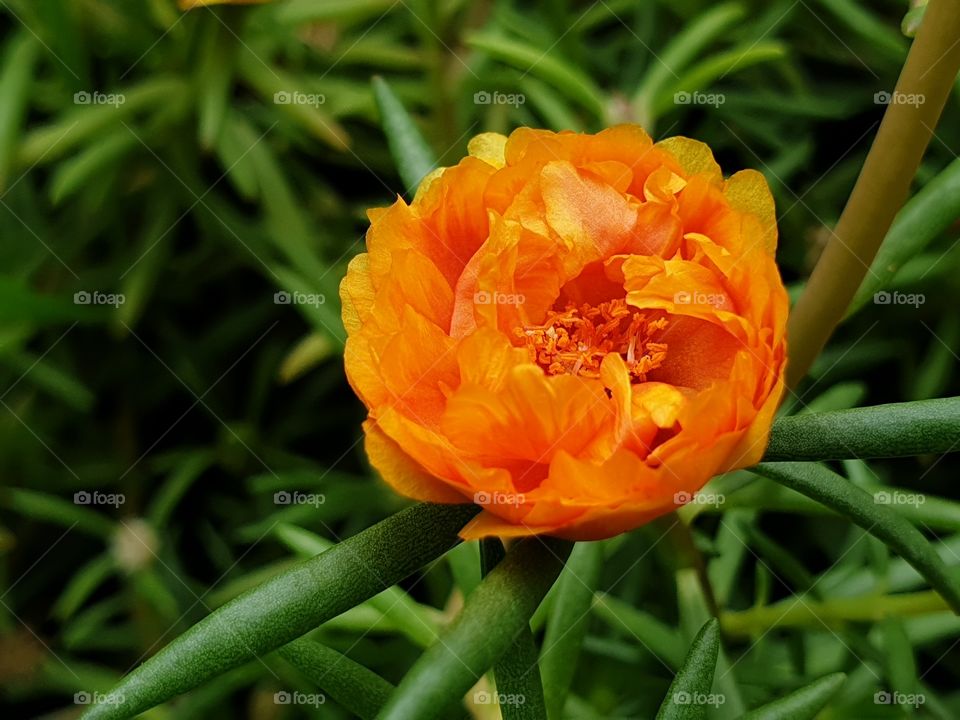 the Portulaca Grandiflora