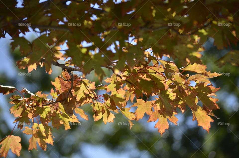 Maple Shadows And Highlights