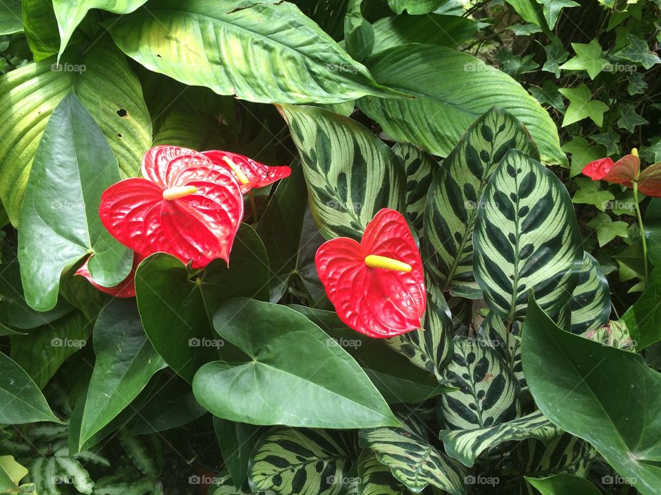 Leaf, Nature, Flora, No Person, Garden