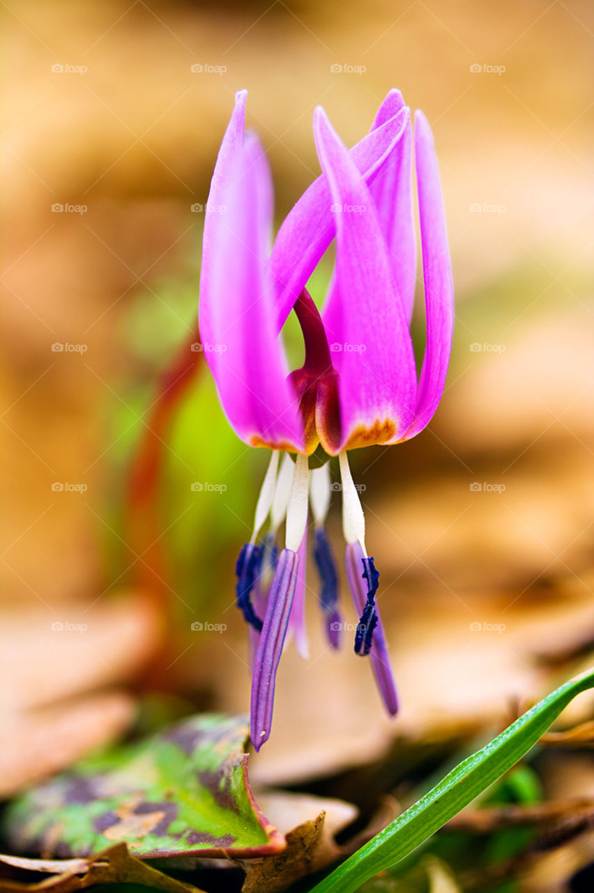 purpple spring wild flower