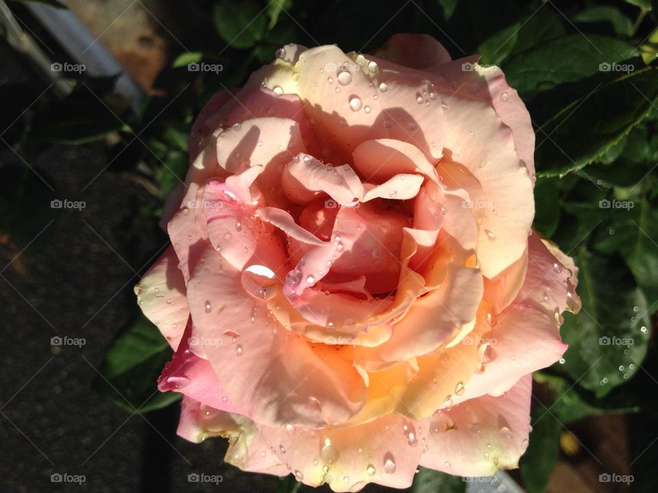 Rose with rain drops