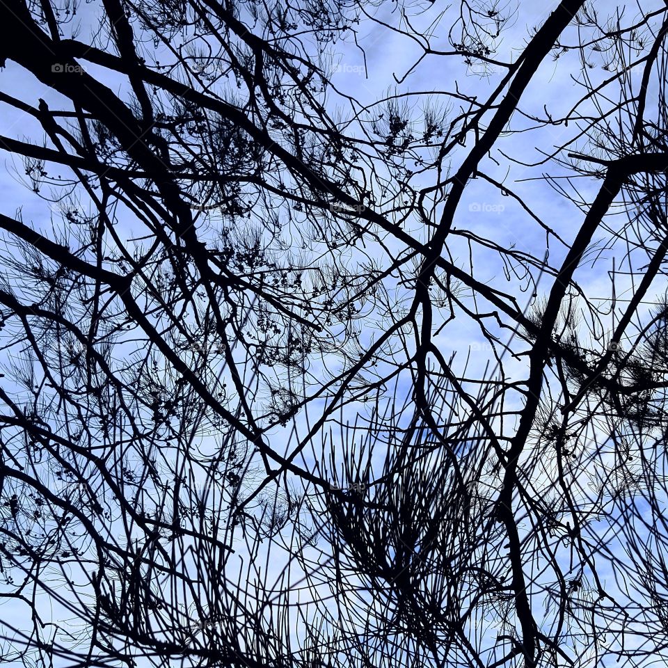 Tree branches