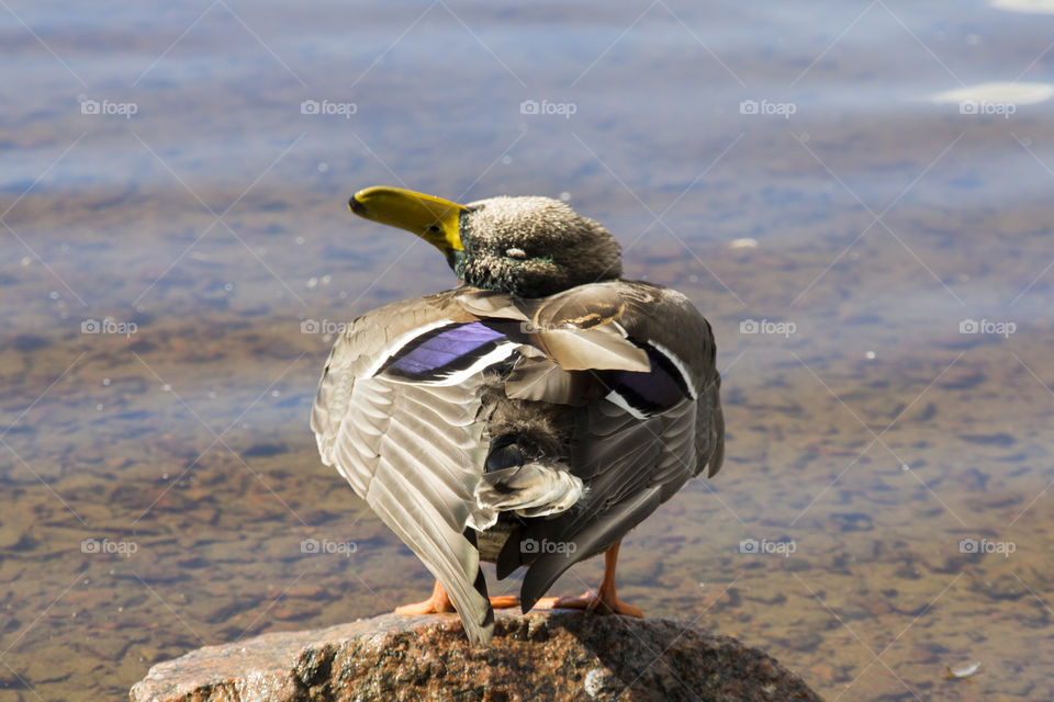 Female mallard duck standing on a rock at lake