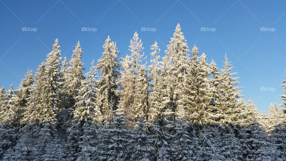 snow trees